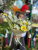 Букет" Последний звонок" с гермини арт 15244Дв Букет" Последний звонок" с гермини арт 15244Дв